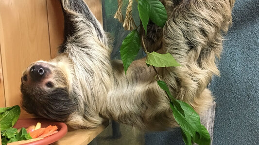 Celebrate International Sloth Day with Boonshoft’s Patience the sloth