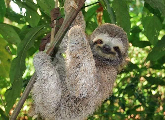 The Sloth will become the Tico National Symbol number 16