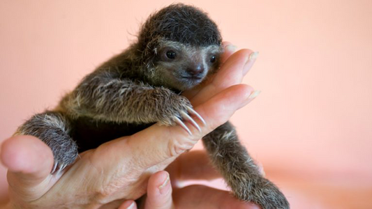 How is coronavirus affecting sloths?