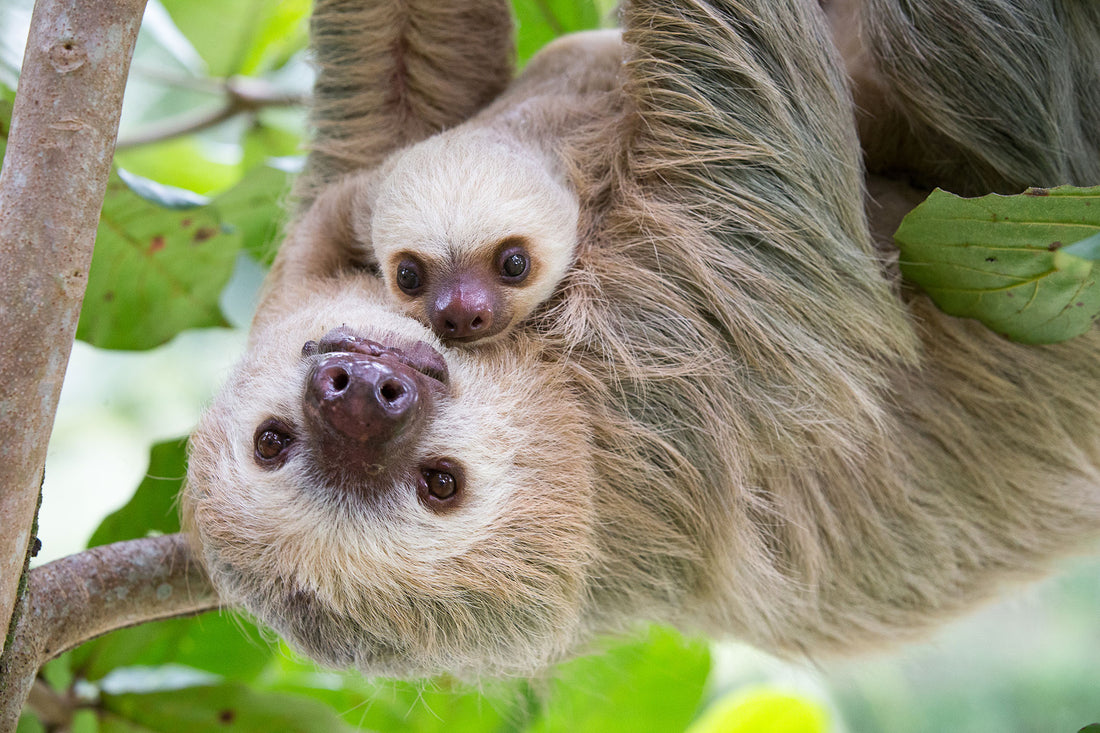 Sloths May Be Slow, But They're Not Stupid