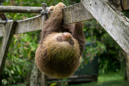 Sloth mom & baby #Backinthetrees