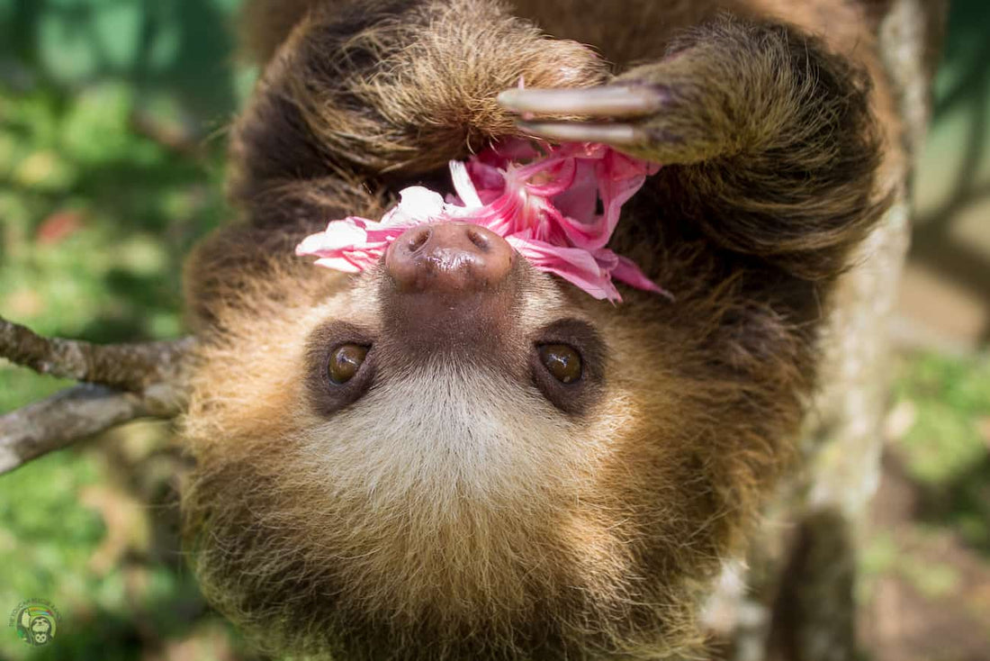 Meet the sloth moms, released and thriving