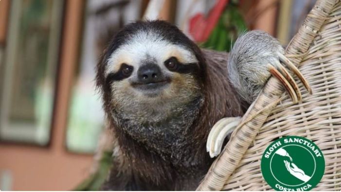 Saving the Sloth Sanctuary