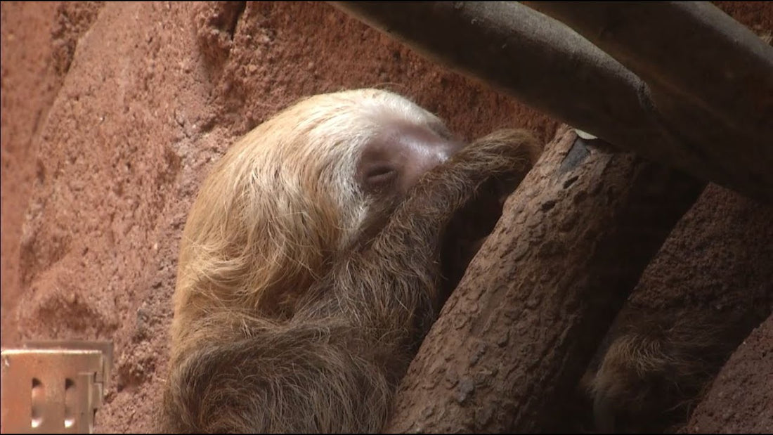 Wild Encounters: Sloths