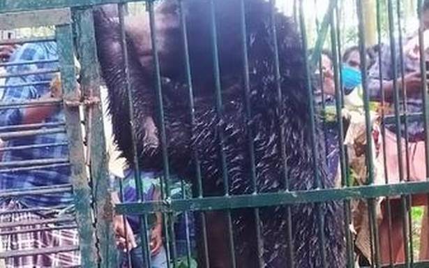 Sloth bear wandered in, lulled by lockdown silence