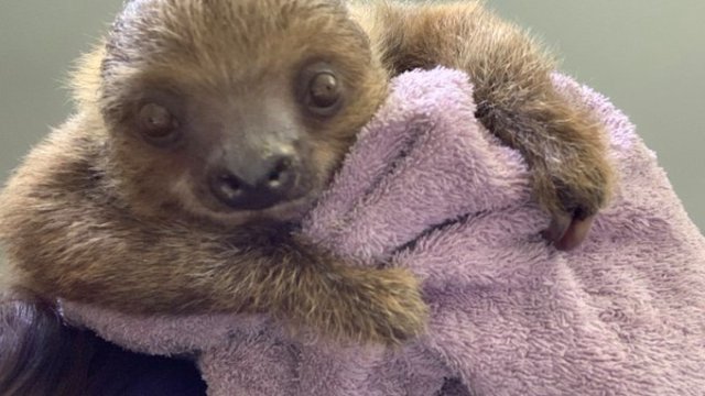 Sloth At Camden’s Adventure Aquarium Suddenly Dies