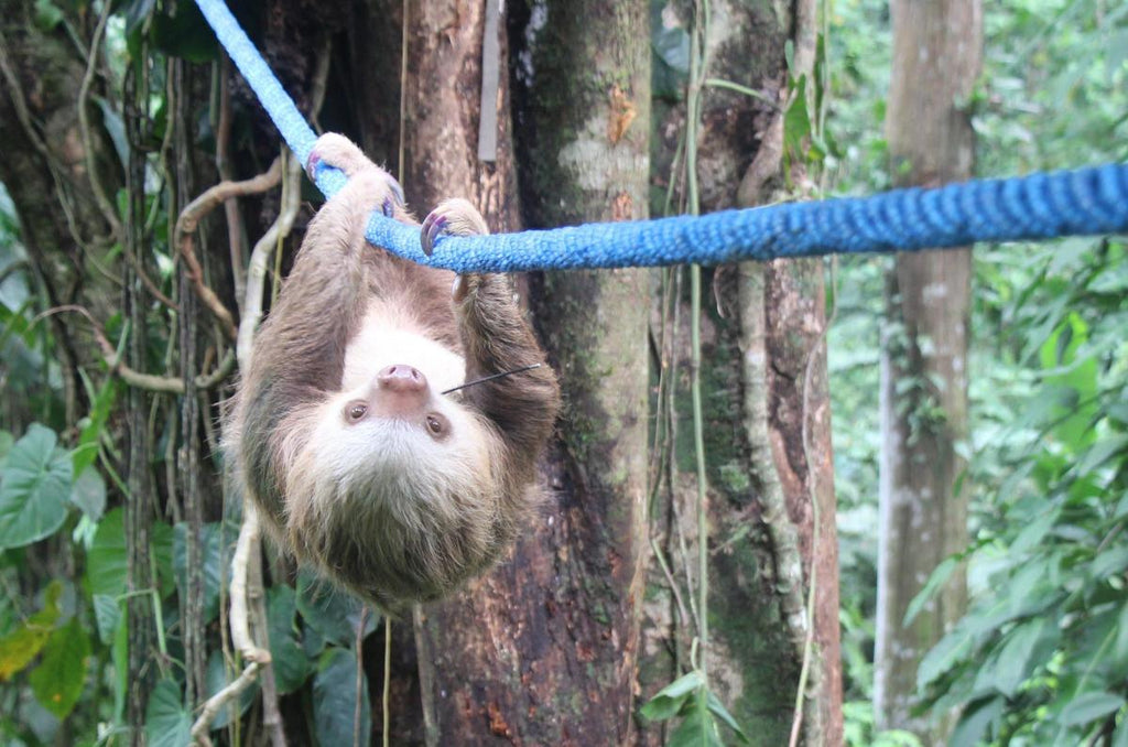 Drusillas Park zoo in Alfriston launches race – for sloths