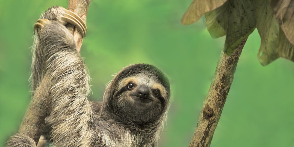 14 Fun Facts About Sloths That'll Make You Love Them Even More