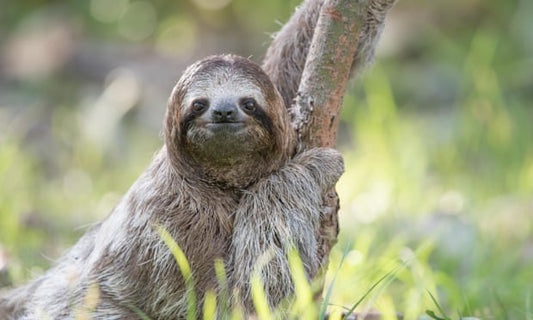 Why can't we leave them alone? The troubling truth about selfies with sloths