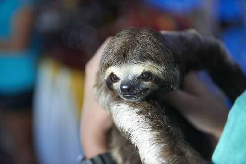 A wild sloth resting safely among green leaves in a rainforest tree