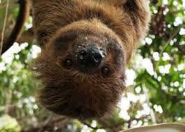 Moody Gardens’ two-toed sloth predicts Super Bowl winner