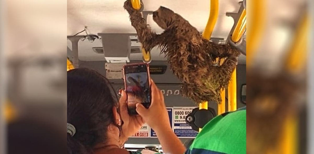 Sloth hitches a bus ride in Brazil