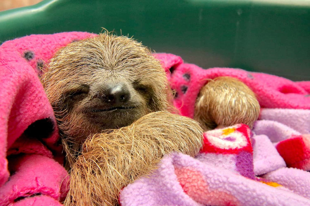 Orphaned Sloth rescued after being hit by car