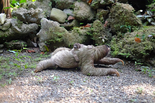 A baby sloth riding on its parent near moss-covered rocks