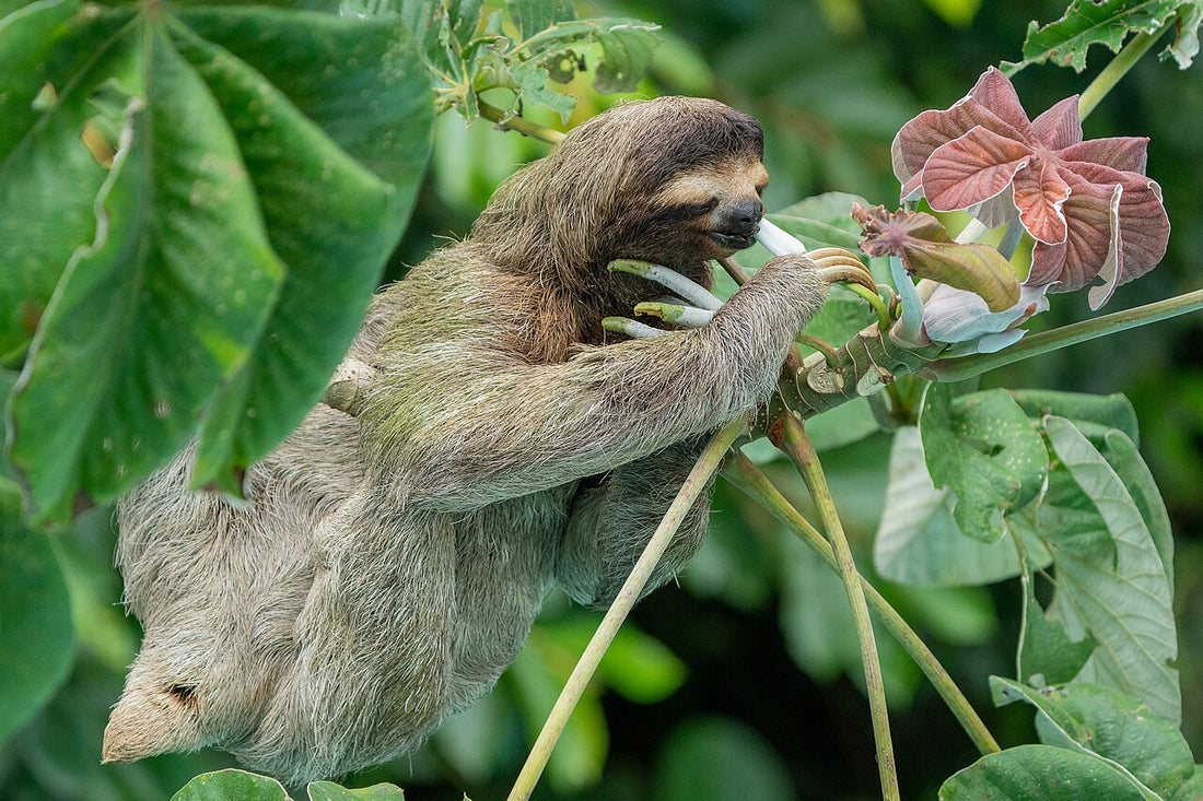 A brown-throated three-toed sloth resting on a branch among green leaves