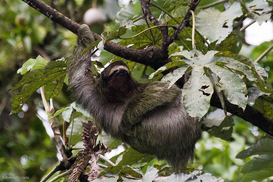 A brown-throated three-fingered sloth among branches in Costa Rica