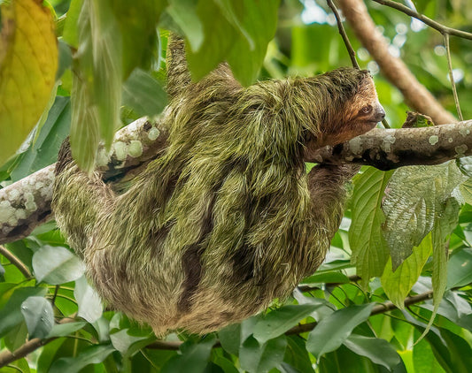 A brown-throated three-toed sloth resting among branches near La Fortuna, Costa Rica
