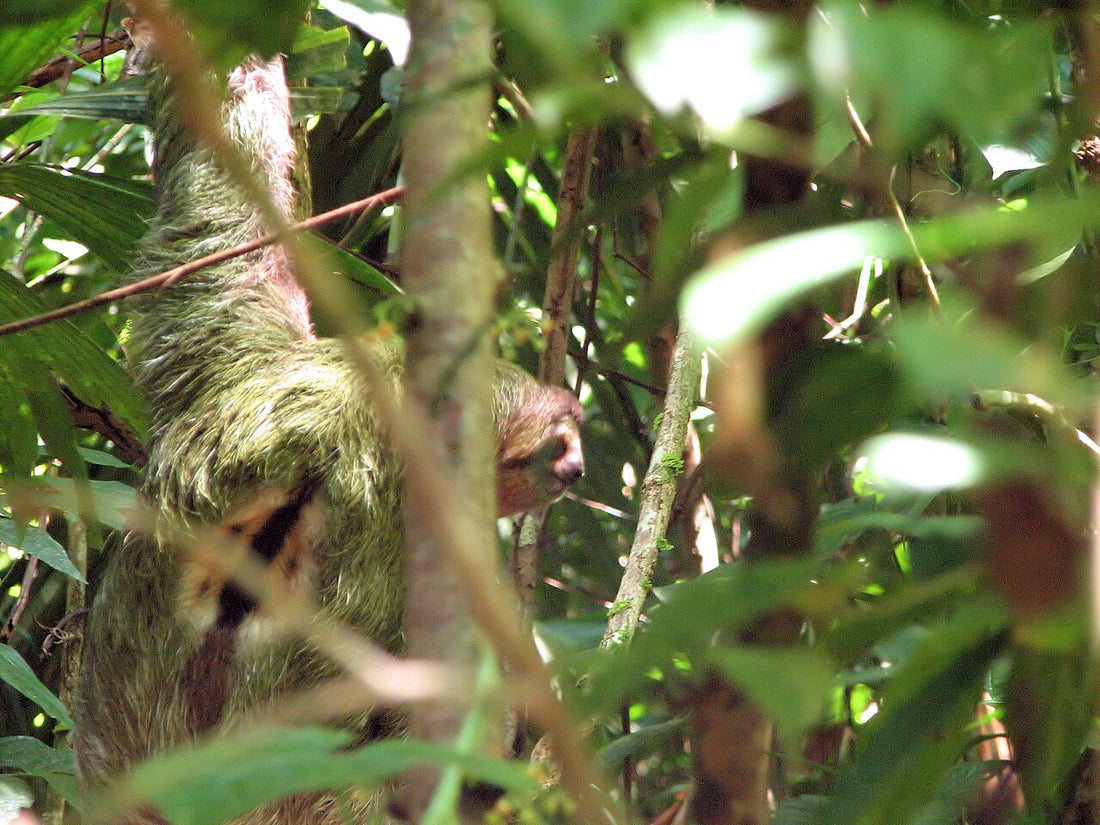 Male brown-throated three-toed sloth showing the orange speculum patch on his back