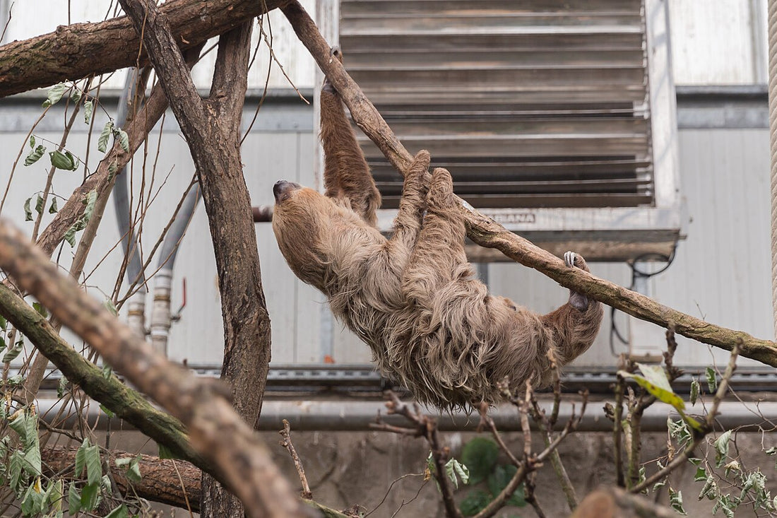 A Linnaeus's two-toed sloth resting among branches in a zoo enclosure