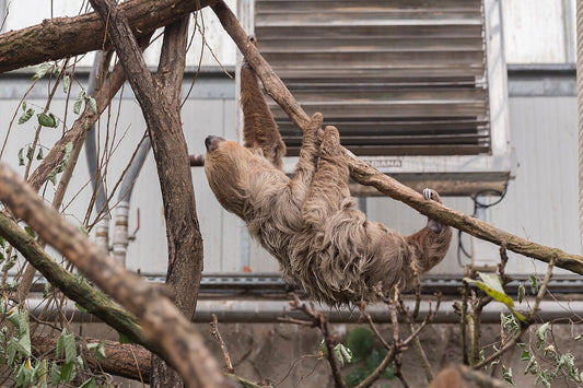 A Linnaeus's two-toed sloth resting among branches in a zoo enclosure