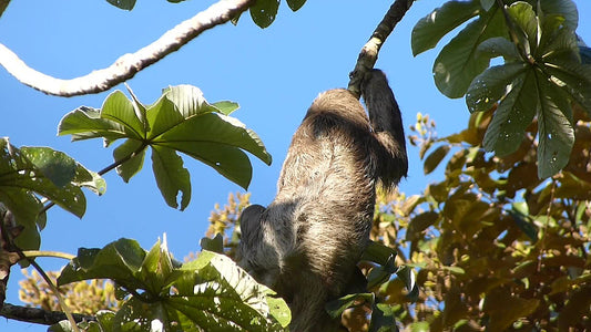 A Hoffmann's two-toed sloth gripping a branch in a leafy tree beneath a blue sky