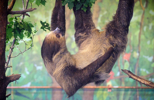 A two-toed sloth hanging beneath a branch, showing the upside-down posture supported by its specialised circulation