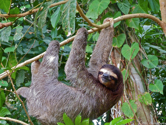 A two-toed sloth holding a branch securely with its long curved claws
