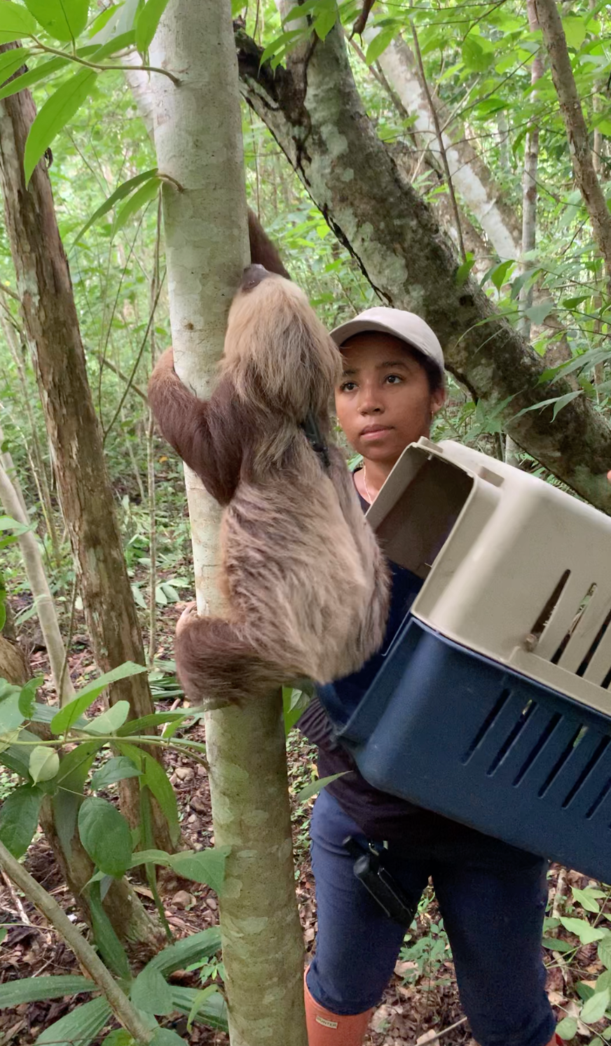 Protecting the sloth: SIU grad student studies relocation success in Central America