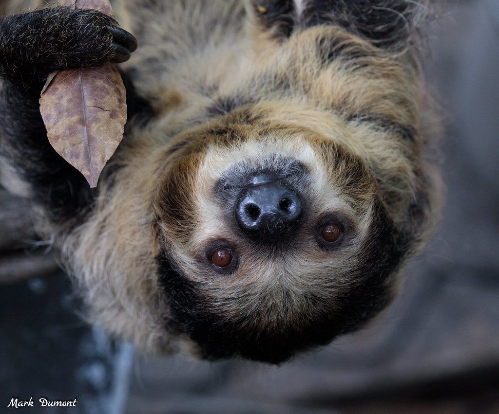 Ohio’s Cincinnati Zoo expecting its first baby sloth