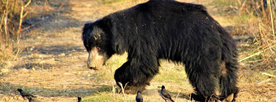 No safe space for Nepal’s sloth bears outside protected areas