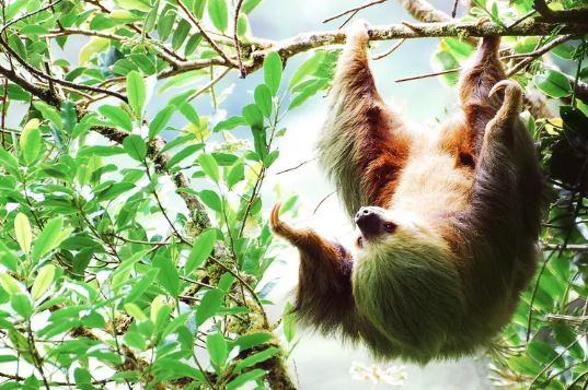 5 Places to See Adorable Sloths in Costa Rica — and How to Have a Responsible Encounter