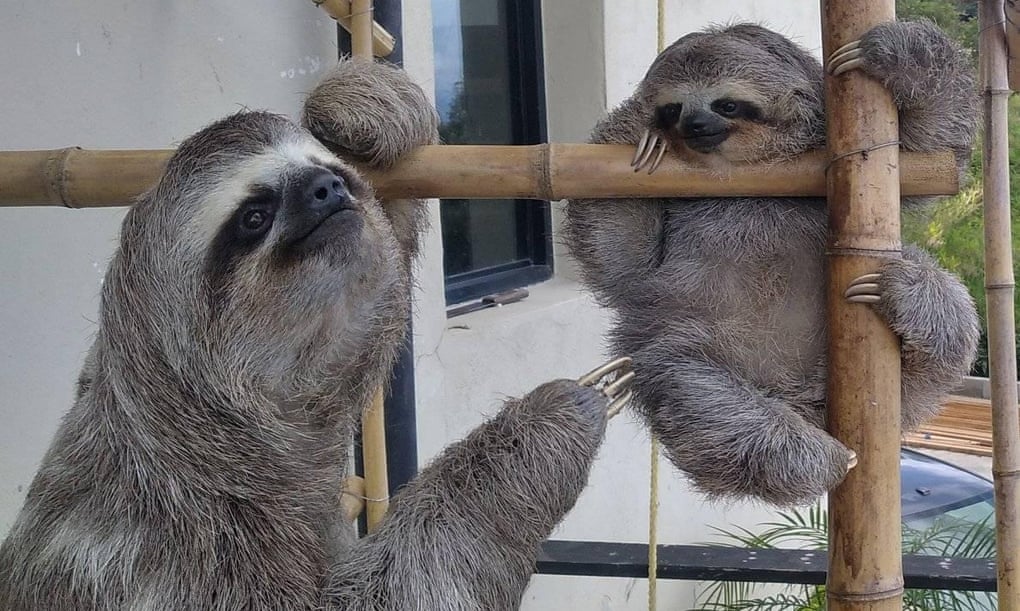 Injured Sloth inspires rescue centre in Venezuela