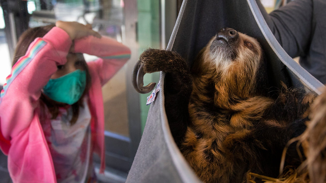 The Cincinnati Zoo is officially on birth watch for its first ever baby sloth