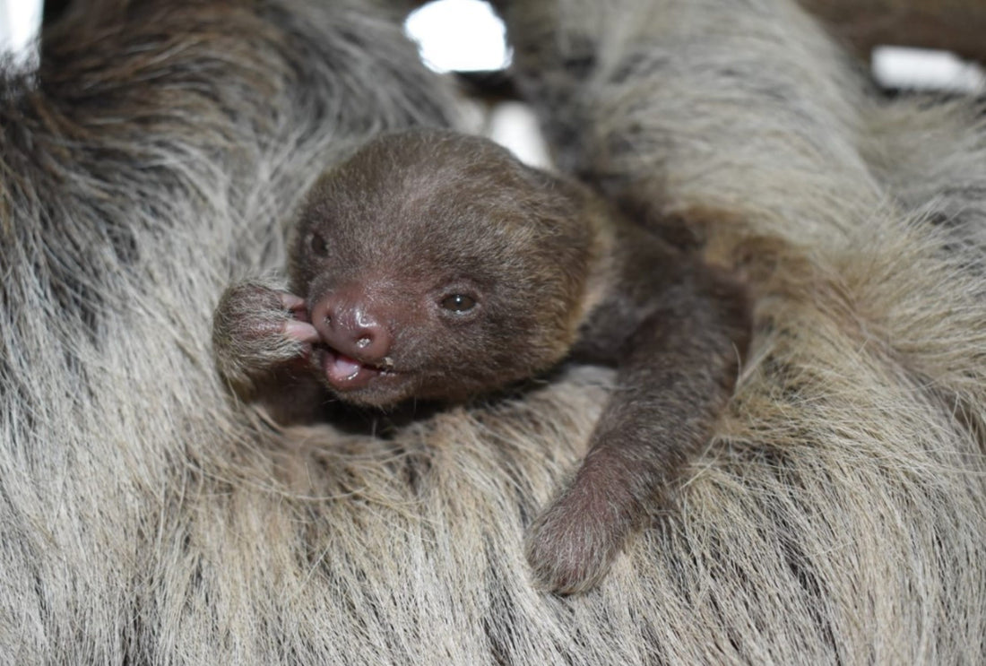 Baby sloth born at Buttonwood Park Zoo
