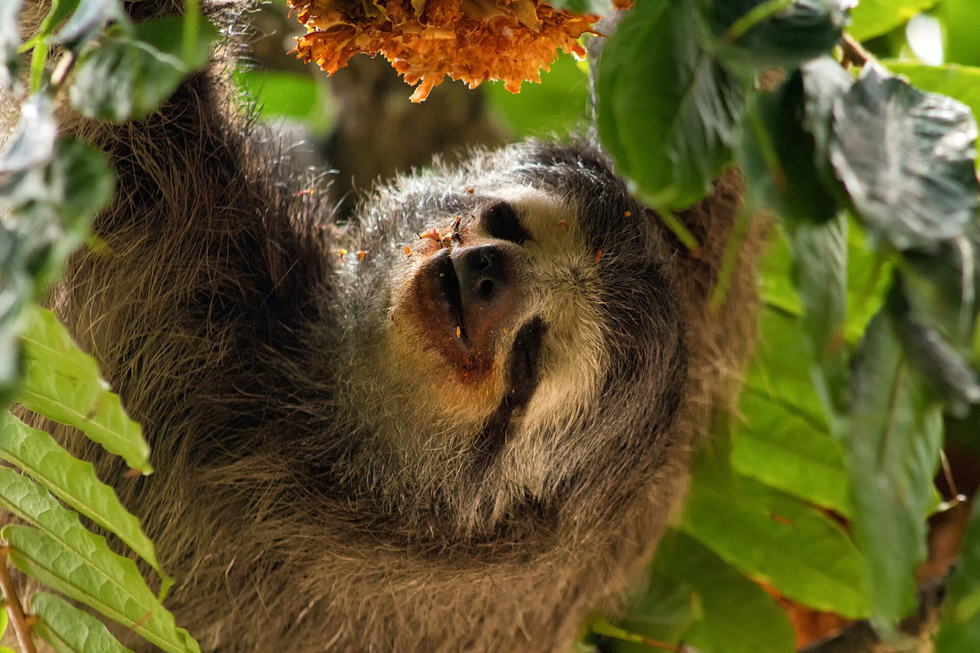 A pale-throated three-toed sloth resting among green leaves in Caracas, Venezuela