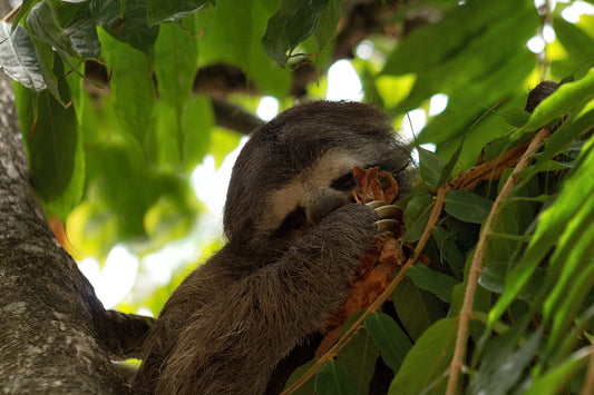 A pale-throated three-fingered sloth resting among branches and leaves