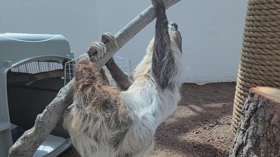 Denver Zoo opens New Sloth Habitat
