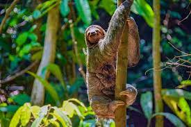 Why 50% of Sloths Die While Pooping