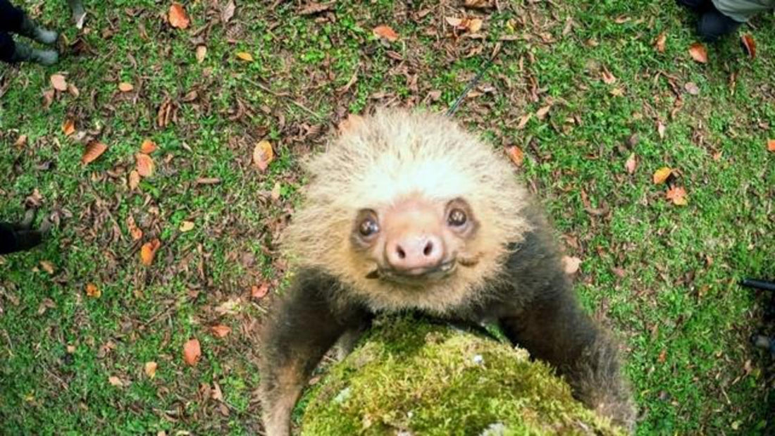 Sloth 67 Sloths, the world's slowest mammal, turn survival of the fittest upsid ...