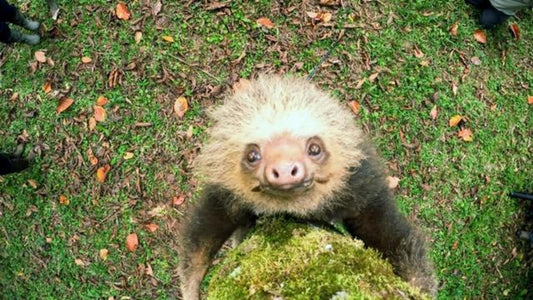 Sloths, the world's slowest mammal, turn survival of the fittest upside down