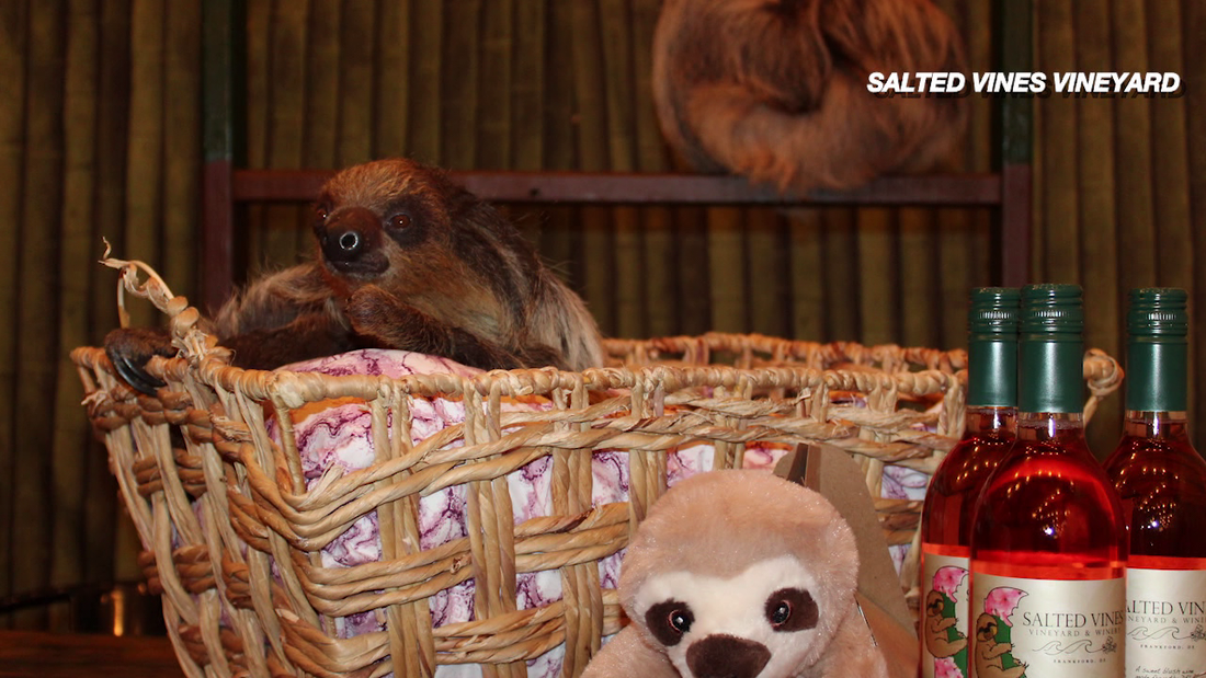 Sippin with Sloths