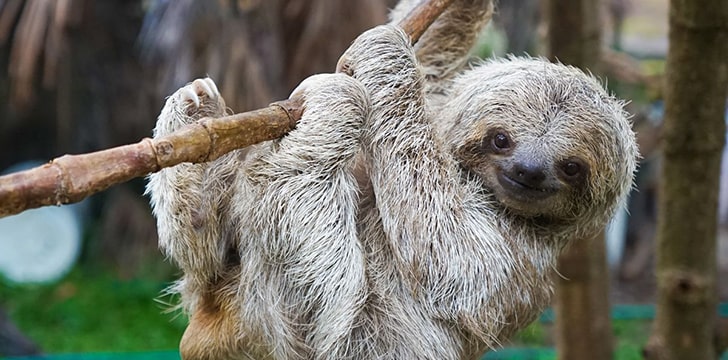 Baby Sloths Welcomed at Adventure Aquarium in Camden