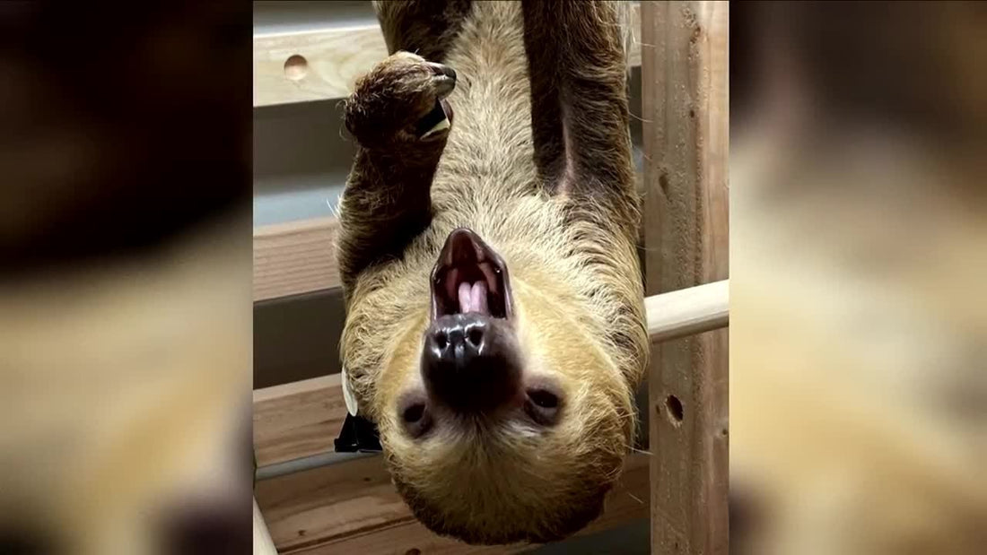 Meet ZooMontana's Winston the Sloth