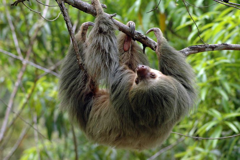 Have you met the Berkshire sloth?
