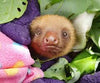 Slothy Sunday: Meet Amalur, one of Toucan Rescue Ranch’s youngest sloths