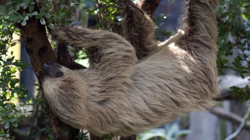 A Two-Toed Sloth Accidentally Hitched a 40-Mile Ride in a Truck's Engine Bay