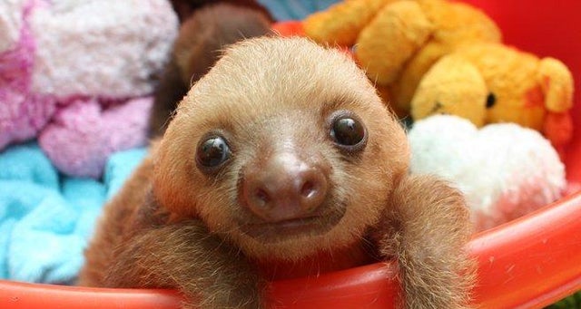 Drusillas fundraises for adorable baby sloths and you can help and win prizes