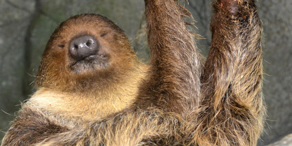 Metro Richmond Zoo opens new sloth exhibit, rain forest habitat