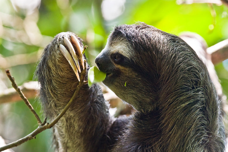 Fun Sloth Facts for Kids