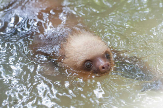 The aquatic lives of sloths